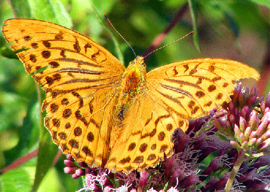 2009-08-fge-Kaisermantel - Odenwald