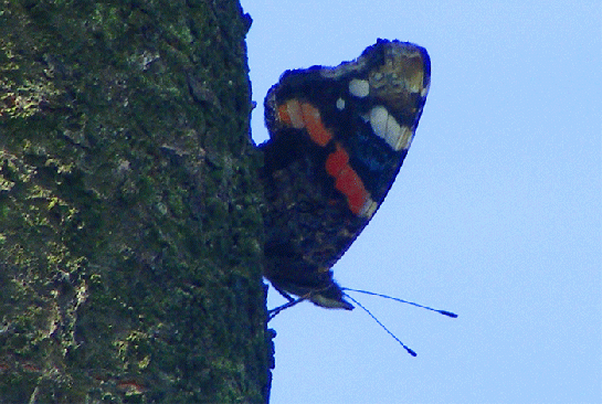 2009-08-fkc-Admiral - Odenwald