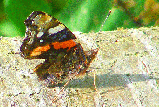 2009-08-fkcc-Admiral - Odenwald