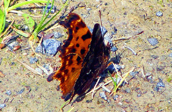 2009-08-fnb-C-Falter - Odenwald