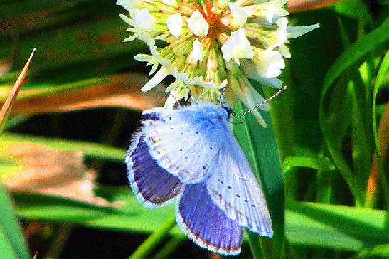 2009-08-fp-Bläuling auf Klee-Blume - Odenwald