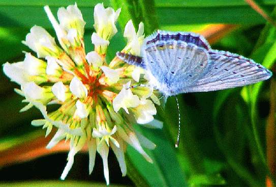 2009-08-fpa-Bläuling auf Klee-Blume - Odenwald