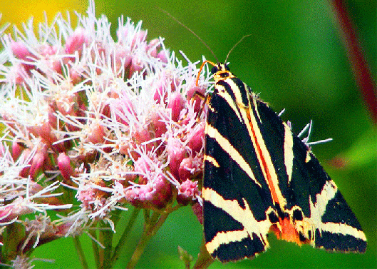 2009-08-gcfaa-Russischer-Bär - Odenwald