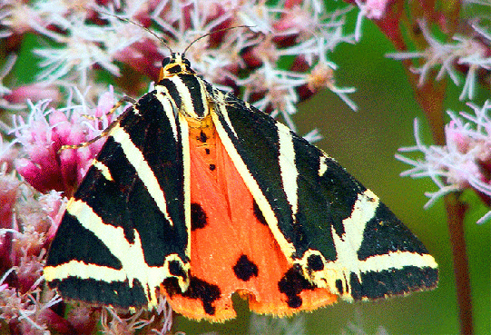 2009-08-gcfb-Russischer-Bär - Odenwald