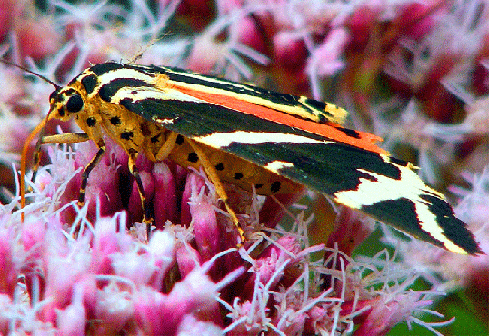 2009-08-gcfd-Russischer-Bär - Odenwald