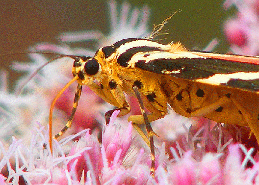 2009-08-gcfe-Russischer-Bär - Odenwald