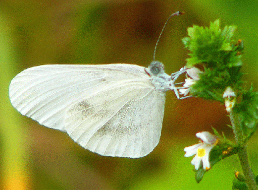 2009-08-gcg-Kleiner Kohlweißling - Odenwald