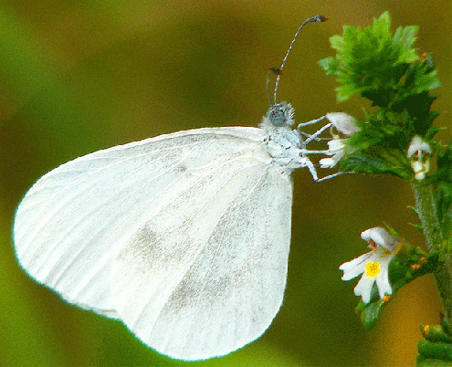 2009-08-gcga-Kleiner Kohlweißling - Odenwald