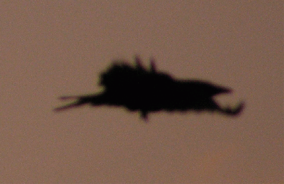 2009-08-gge-Rabenflug-Ufoeffekt (Ausschnitt)