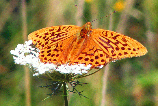 2009-08-ghc-Kaisermantel - Odenwald