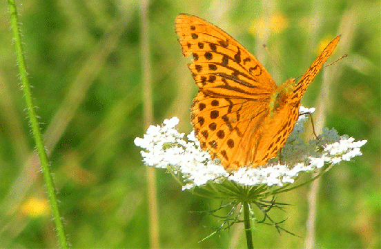 2009-08-ghca-Kaisermantel auf Wilde-Möhre - Odenwald