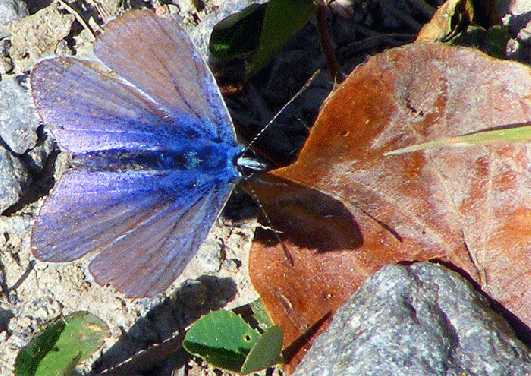 2009-08-hdl-Bläuling - Odenwald