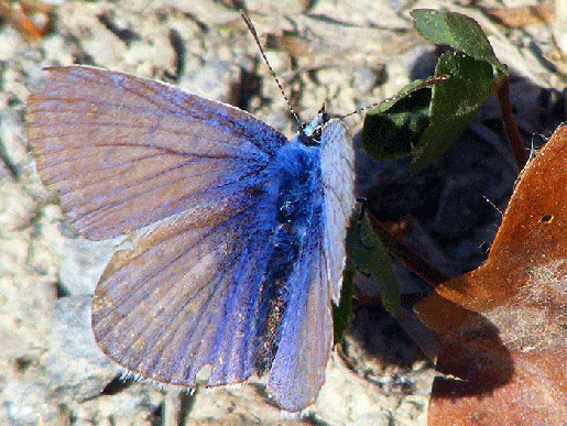 2009-08-hdlb-Bläuling - Odenwald