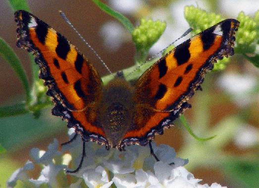 2009-08-hdlc-Kleiner Fuchs - Odenwald