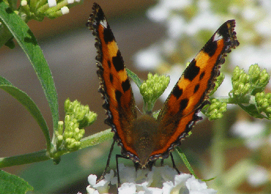 2009-08-hdlca-Kleiner Fuchs - Odenwald