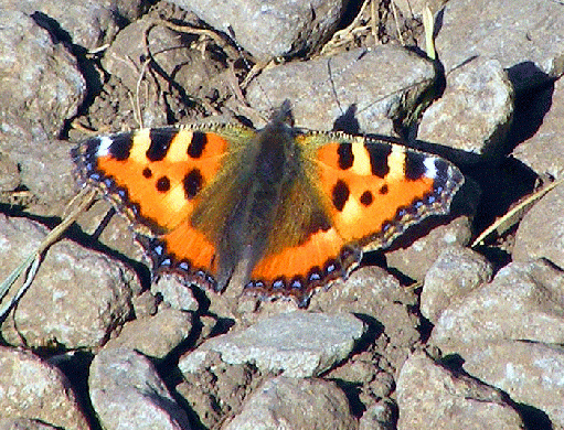 2009-08-hjna-Kleiner Fuchs - Wasserkuppe