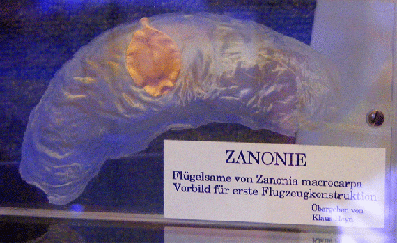 2009-08-hla-ZANONIE FLÜGELSAME  VORBILD FÜR ERSTE FLUGZEUGKONSTRUKTION