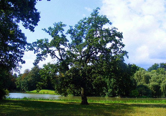 2009-08-jac-Schu00f6nbusch-Park