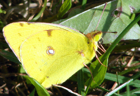 2009-08-jbob-Zitronenfalter - Odenwald