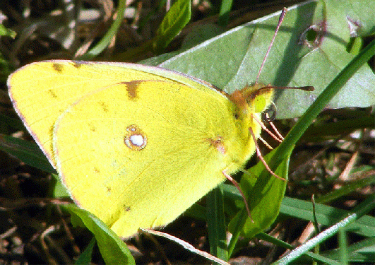 2009-08-jboba-Zitronenfalter - Odenwald