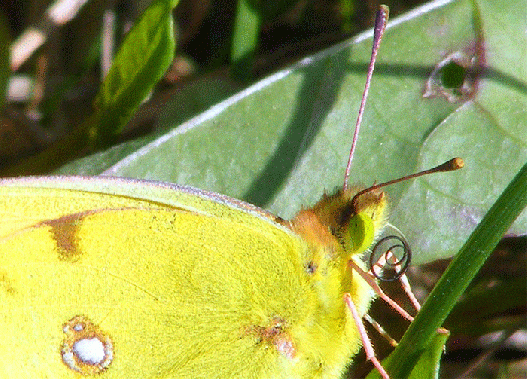 2009-08-jbobb-Zitronenfalter