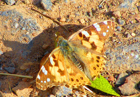 2009-08-jbs-Distelfalter - Odenwald