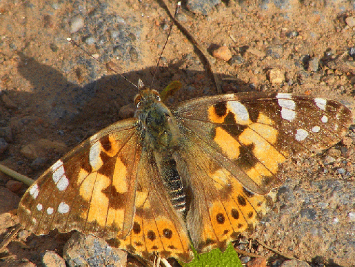 2009-08-jbsa-Distelfalter - Odenwald