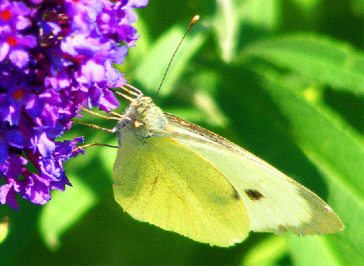 2009-09-cb-Kleiner Kohlweißling