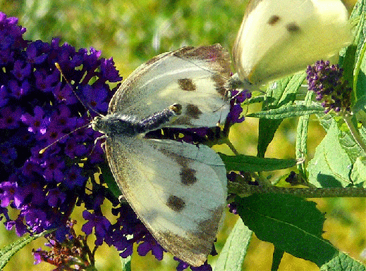 2009-09-cbi-Kohlweißlinge auf Sommerflieder