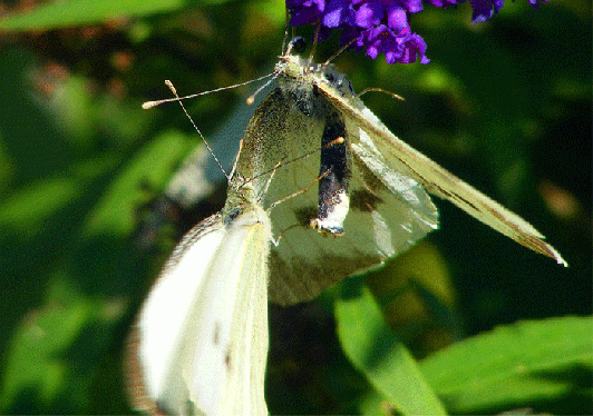 2009-09-cbif-Kohlweißlinge