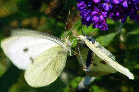 2009-09-cbig-Kohlweißlinge