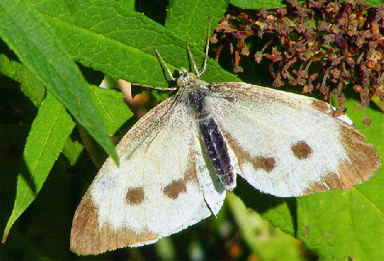 2009-09-cbii-Großer Kohlweißling