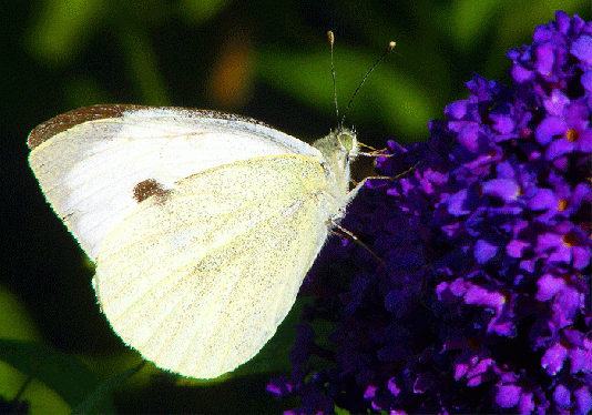 2009-09-cbij-Kohlweißling