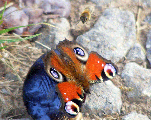 2009-09-ea-Tagpfauenauge auf Pflaume und Bienen-Tiefflug darüber