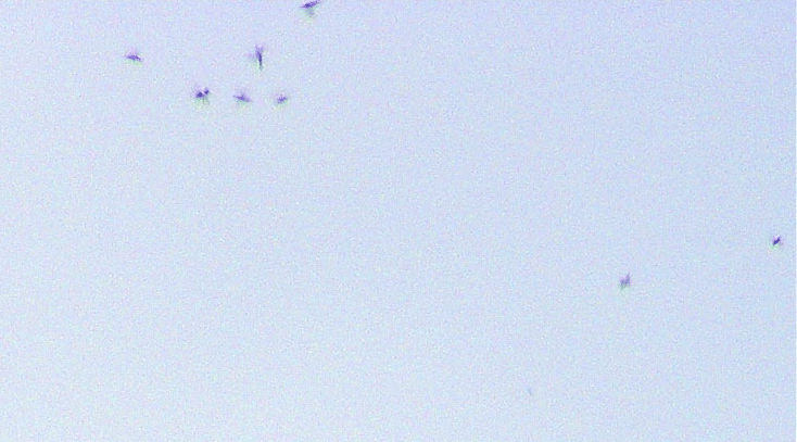 2009-09-efd-Starenschwarm - Ufoeffekte