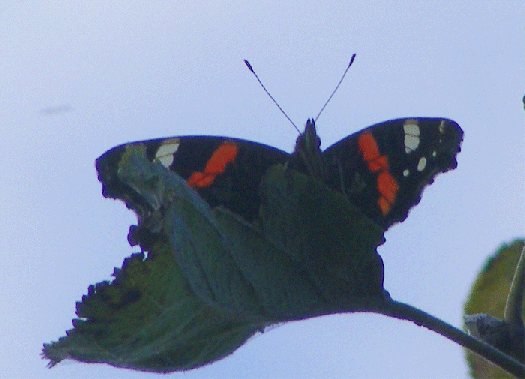 2009-09-egab-Ufoeffekt durch vorbei fliegendes Insekt hinter Admiral-Schmetterling