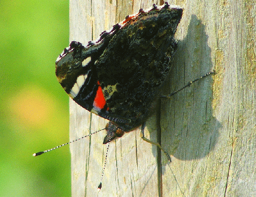 2009-09-ek-Admiral - Odenwald