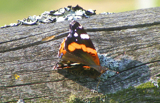 2009-09-ekaa-Admiral - Odenwald