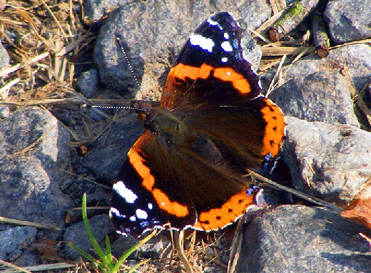 2009-09-ekab-Admiral - Odenwald