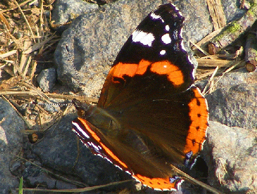 2009-09-ekac-Admiral - Odenwald