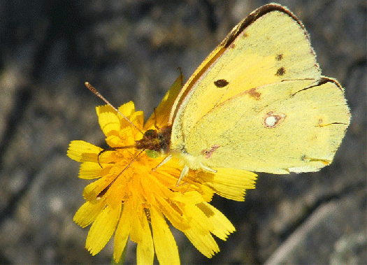 2009-09-fao-Wandergelbling - Odenwald