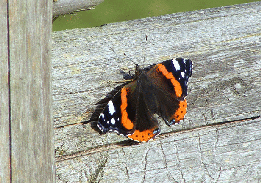 2009-10-adoj-Admiral - Odenwald