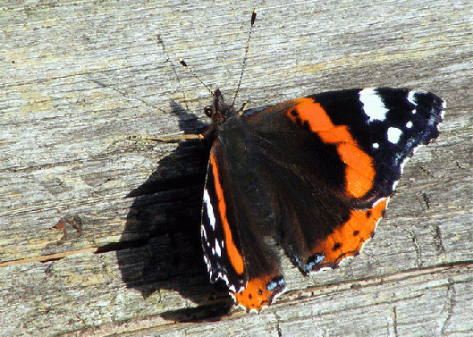 2009-10-adoja-Admiral - Odenwald