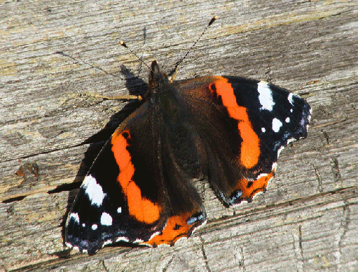 2009-10-adojb-Admiral - Odenwald