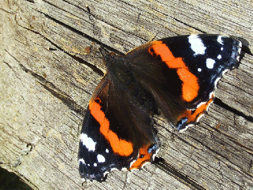 2009-10-adoje-Admiral - Odenwald