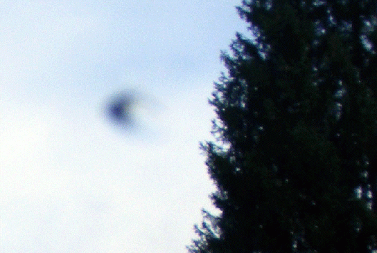 2009-10-drpaa-Dohlen-Ufoeffekt im Gitschtal-Ku00e4rnten (Ausschnittvergru00f6u00dferung)