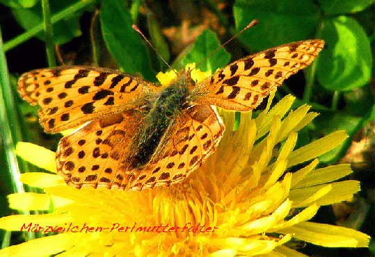 2009-11-av-Märzveilchen-Perlmutterfalter - Odenwald