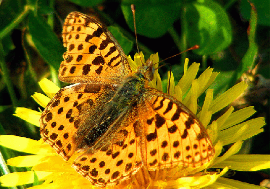 2009-11-ava-Perlmutterfalter - Odenwald