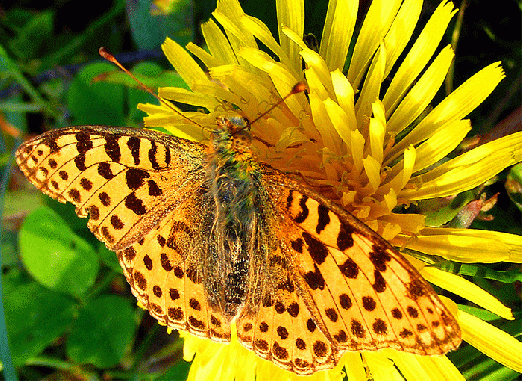 2009-11-avc-Perlmutterfalter - Odenwald