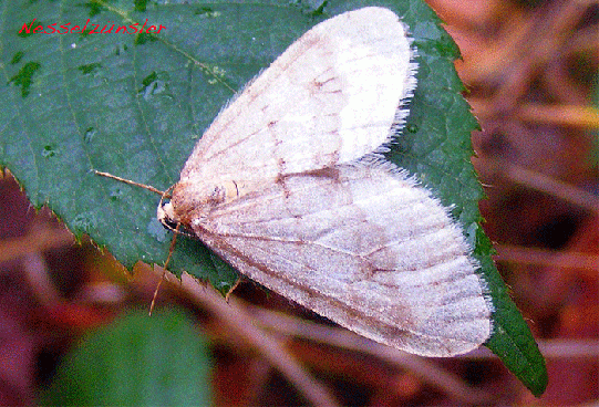 2009-11-fbb-Nesselzünsler - Odenwald